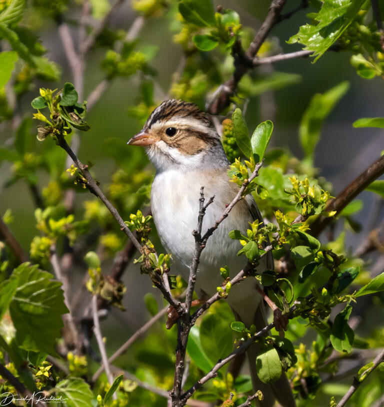 On The Road - Albatrossity - Spring in the Heartland - 2 5