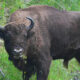 Climate Solutions: New Grid Rules and Big Bison 1