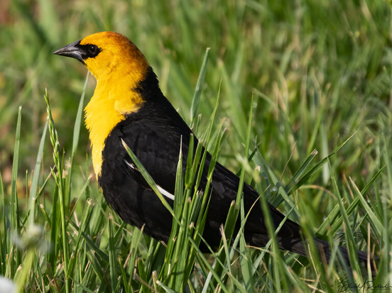 On The Road - Albatrossity - Spring in the Heartland - 3 8