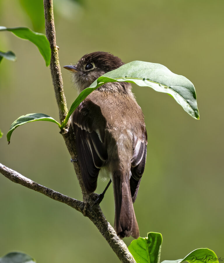 On The Road - Albatrossity - Costa Rica, week 2 — Flycatchers! 2