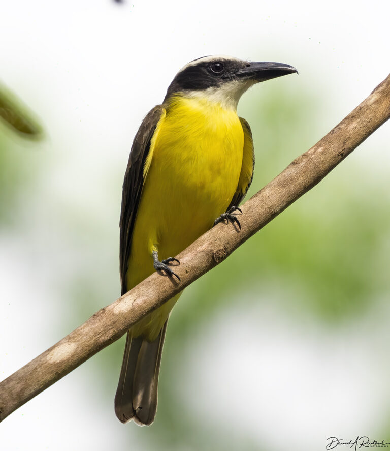 On The Road - Albatrossity - Costa Rica, week 2 — Flycatchers! 7