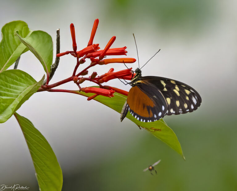 On The Road - Albatrossity - Costa Rica — Week 3, Flowers and Butterflies 4