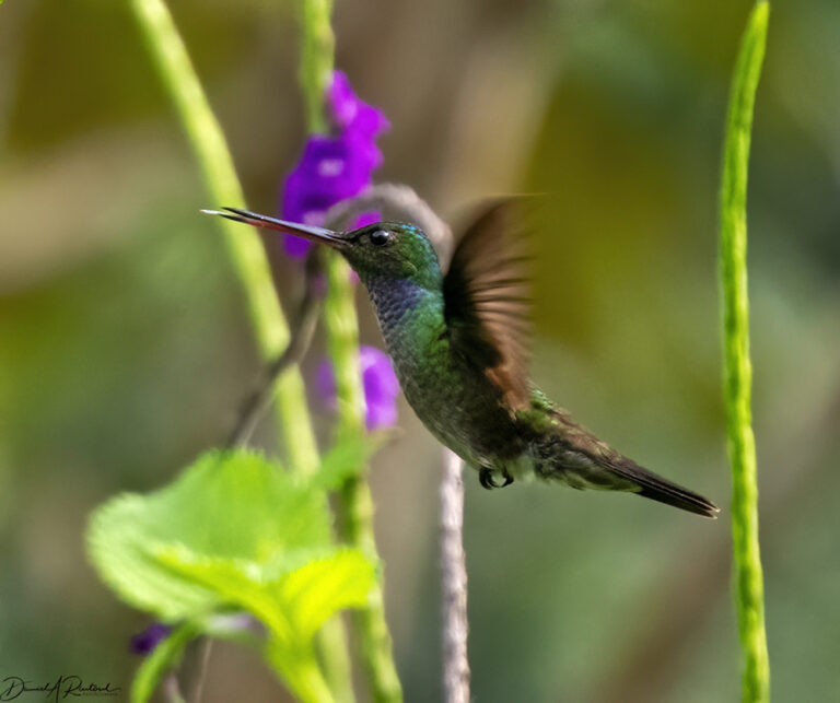 On The Road - Albatrossity - Costa Rica — Week 3, Flowers and Butterflies 6