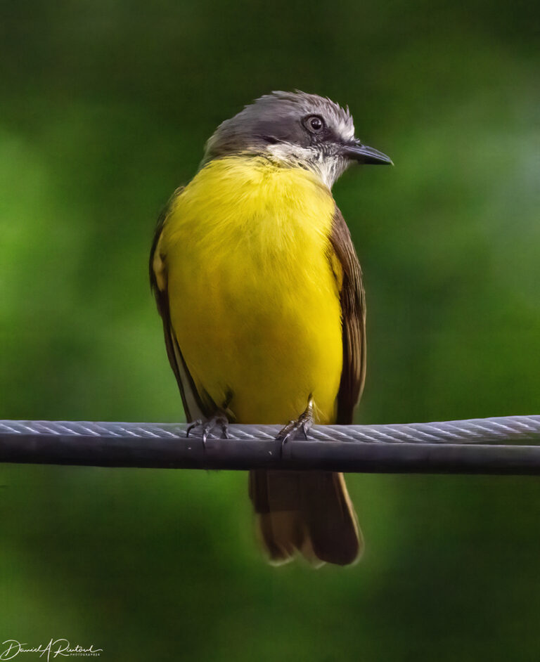 On The Road - Albatrossity - Costa Rica, week 2 — Flycatchers! 5
