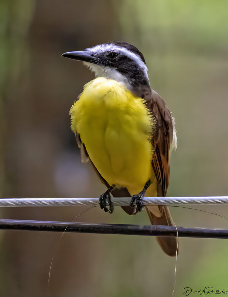 On The Road - Albatrossity - Costa Rica, week 2 — Flycatchers! 9