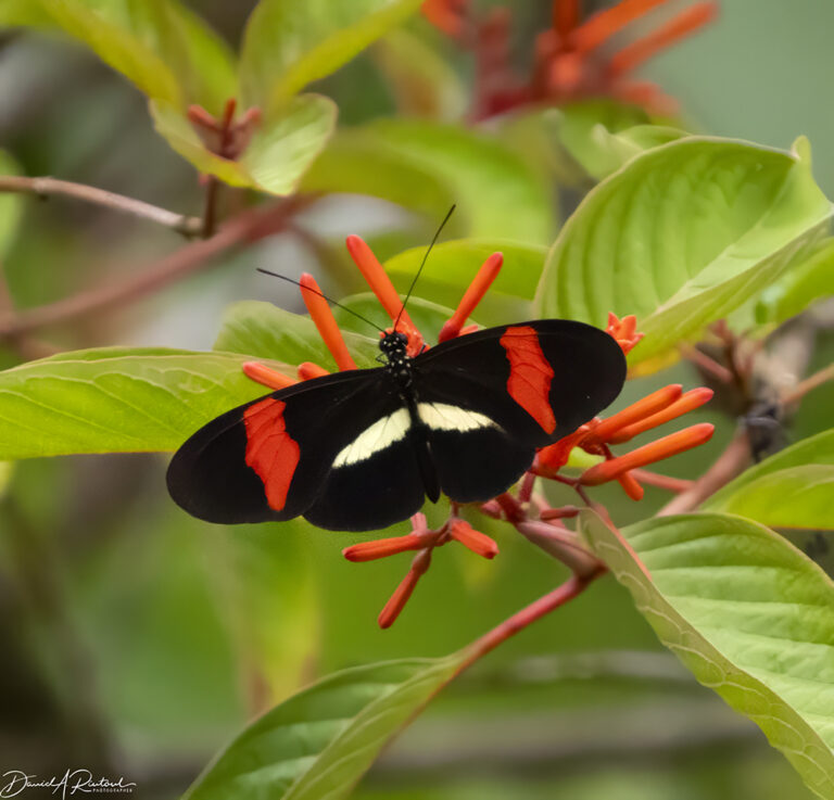 On The Road - Albatrossity - Costa Rica — Week 3, Flowers and Butterflies 5
