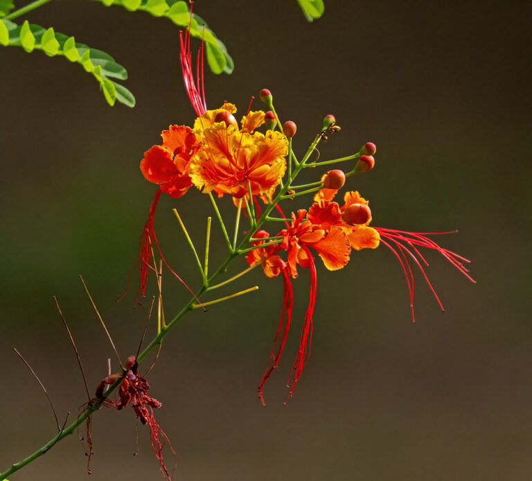 On The Road - Albatrossity - Costa Rica — Week 3, Flowers and Butterflies 3