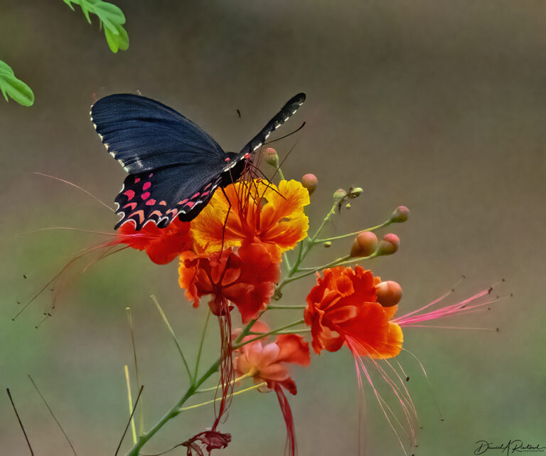 On The Road - Albatrossity - Costa Rica — Week 3, Flowers and Butterflies