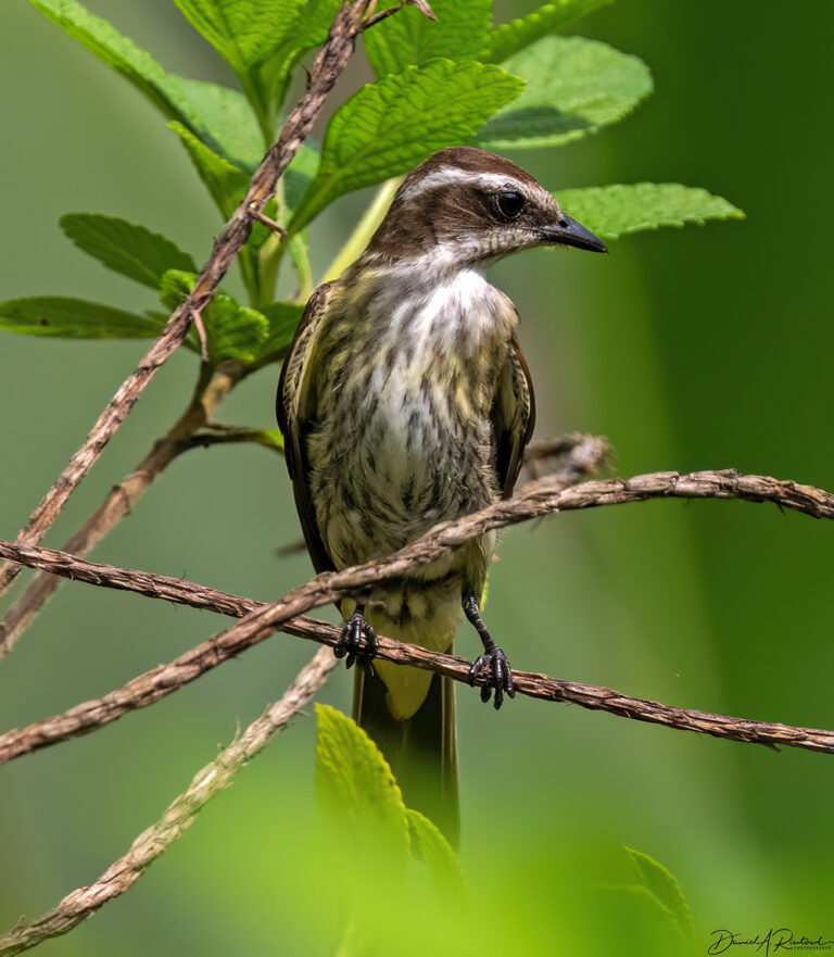 On The Road - Albatrossity - Costa Rica, week 2 — Flycatchers! 4