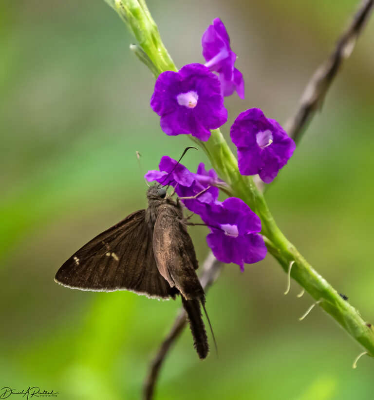 On The Road - Albatrossity - Costa Rica — Week 3, Flowers and Butterflies 8
