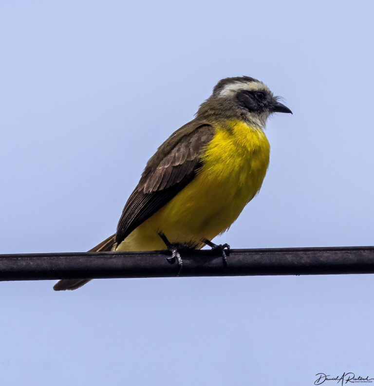 On The Road - Albatrossity - Costa Rica, week 2 — Flycatchers! 6