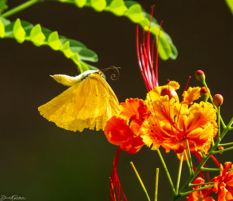 On The Road - Albatrossity - Costa Rica — Week 3, Flowers and Butterflies 1