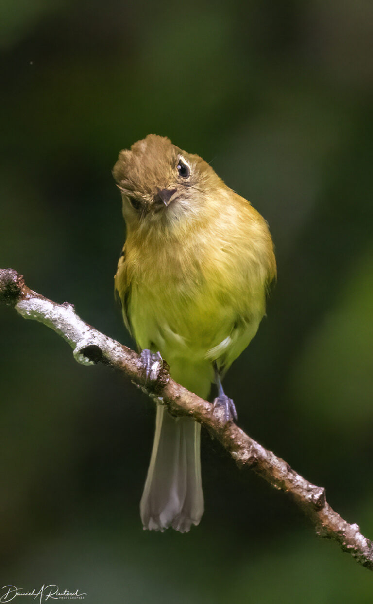On The Road - Albatrossity - Costa Rica, week 2 — Flycatchers! 1
