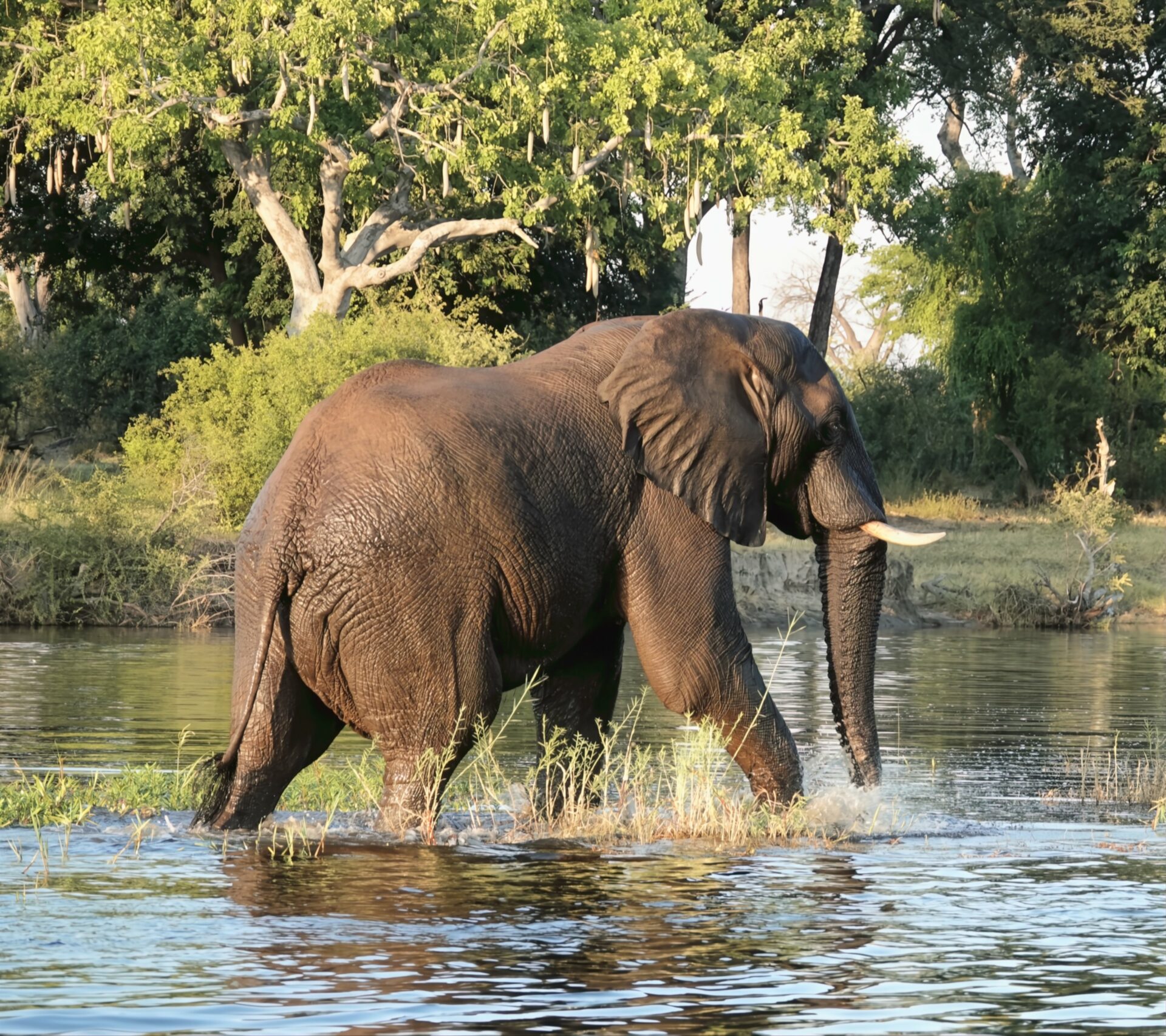 Balloon Juice - On The Road - lashonharangue - Along the Zambezi River ...