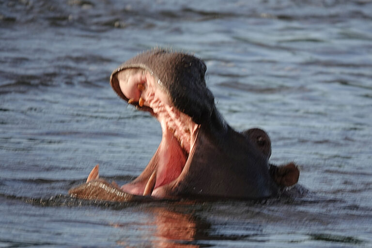 On The Road - lashonharangue - Along the Zambezi River [2 of 2] 6