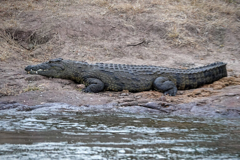 On The Road - lashonharangue - Along the Zambezi River [2 of 2] 5