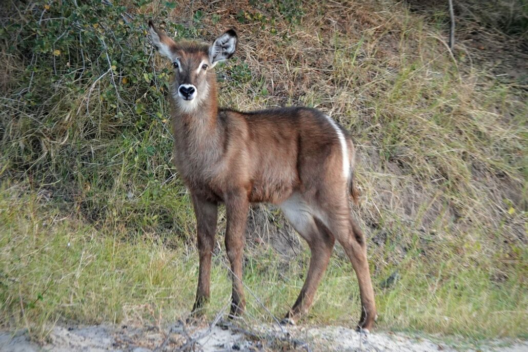 On The Road - lashonharangue - Along the Zambezi River [2 of 2] 4