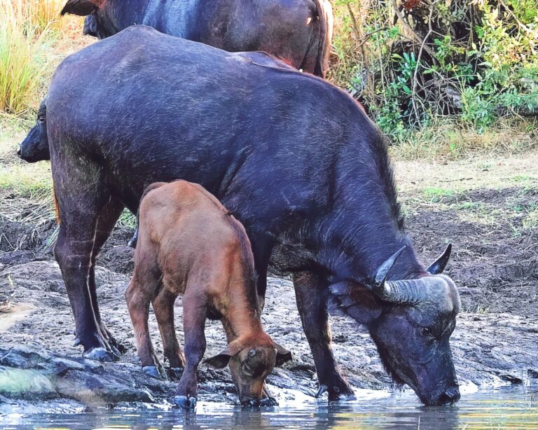 On The Road - lashonharangue - Along the Zambezi River [2 of 2] 2