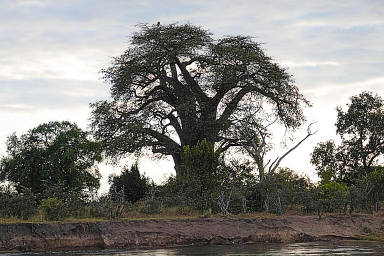 On The Road - lashonharangue - Along the Zambezi River [2 of 2] 1