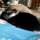 On The Road - Ferd of the Nort - Puppies! 3