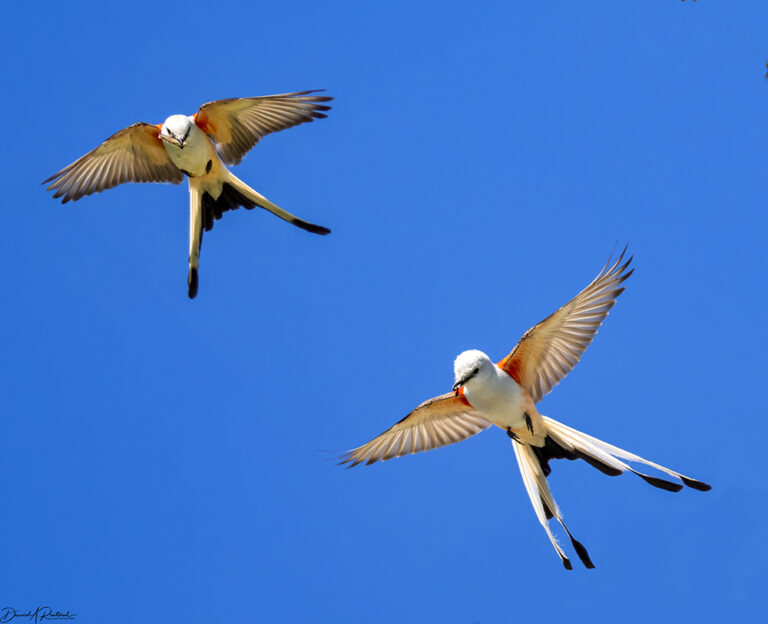 On The Road - Albatrossity - Summer 2024 in Flyover Country - 1 5
