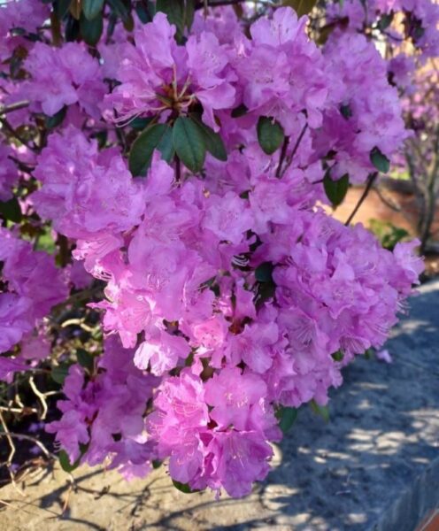 Sunday Morning Garden Chat:  Last of the Spring Flowers 9