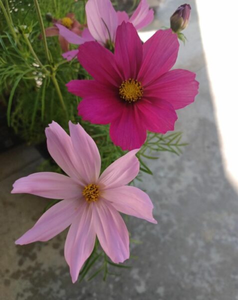 Sunday Morning Garden Chat:  Last of the Spring Flowers 2