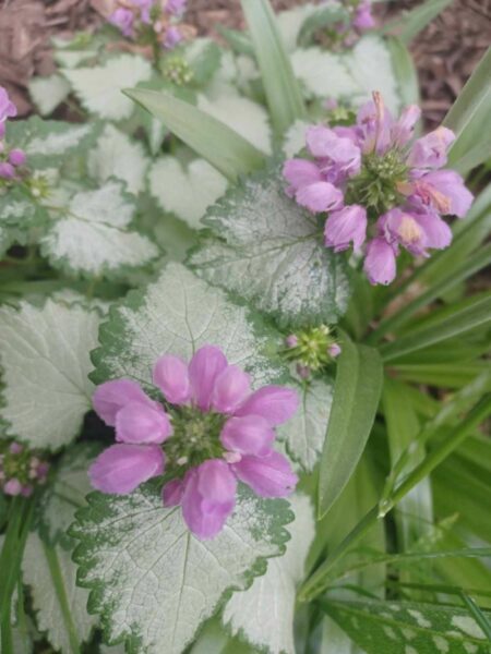 Sunday Morning Garden Chat:  Last of the Spring Flowers 3