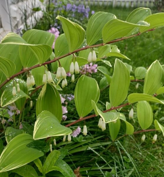 Sunday Morning Garden Chat:  Last of the Spring Flowers 4