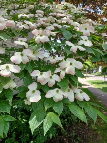 Sunday Morning Garden Chat:  Last of the Spring Flowers 6