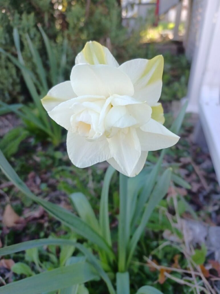 Sunday Morning Garden Chat:  Last of the Spring Flowers
