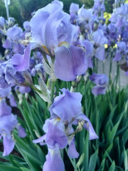 Sunday Morning Garden Chat:  Last of the Spring Flowers 7