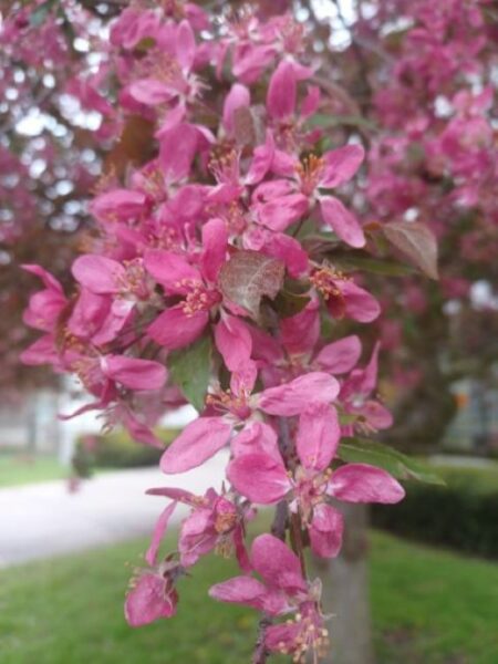 Sunday Morning Garden Chat:  Last of the Spring Flowers 8