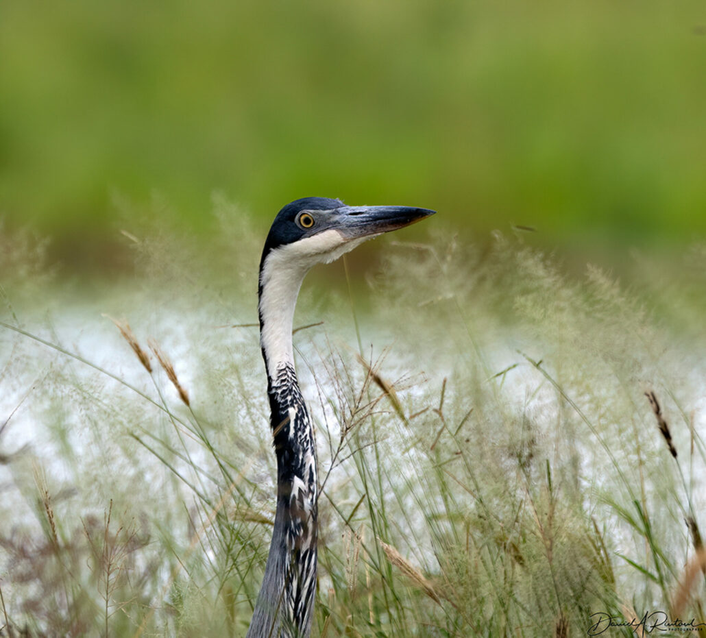On The Road - Albatrossity - Herons and Egrets of the World - Portraits 7