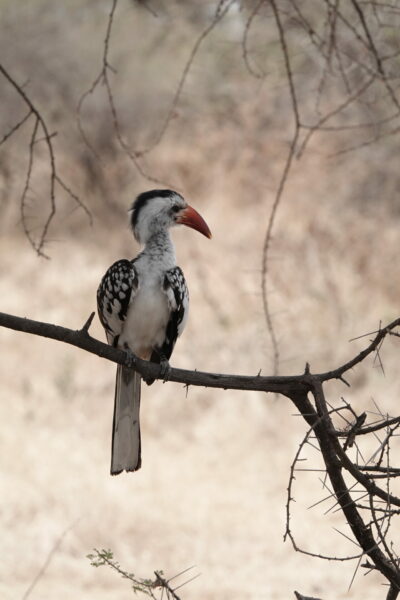 On The Road - swiftfox - Tanzania Safari Part 2  Tarangire National Park 7