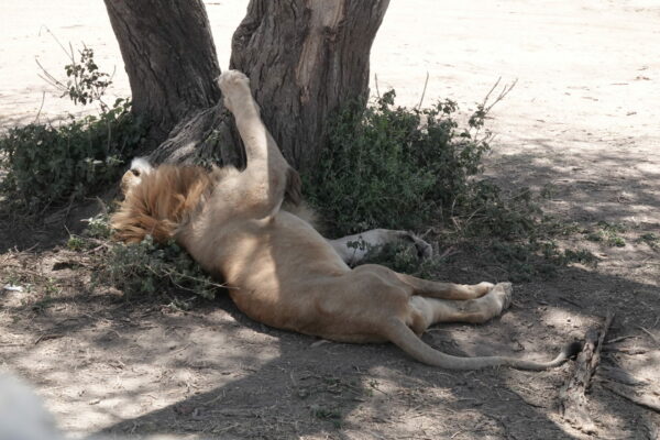 On The Road - swiftfox - Tanzania Safari Part 4 - Central Serengeti
