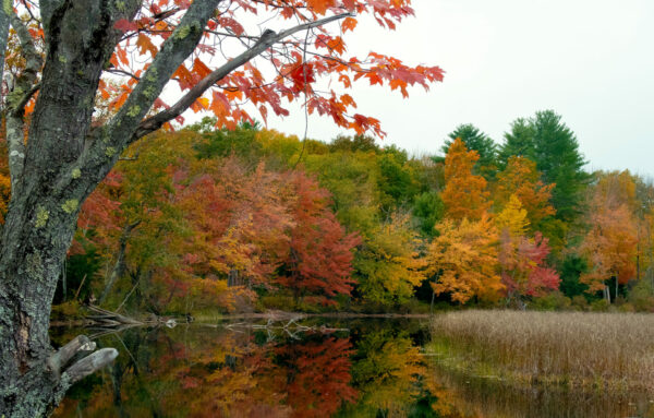 Medium Cool – Changing of the Seasons