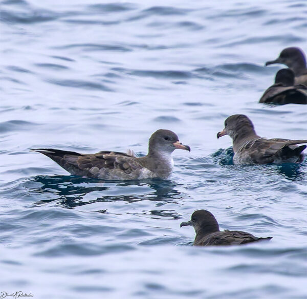 On The Road - Albatrossity - California 2024 - 1 4
