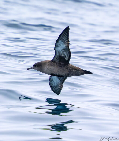 On The Road - Albatrossity - Monterey Pelagic Birding - 2 9