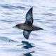 On The Road - Albatrossity - Monterey Pelagic Birding - 2 9
