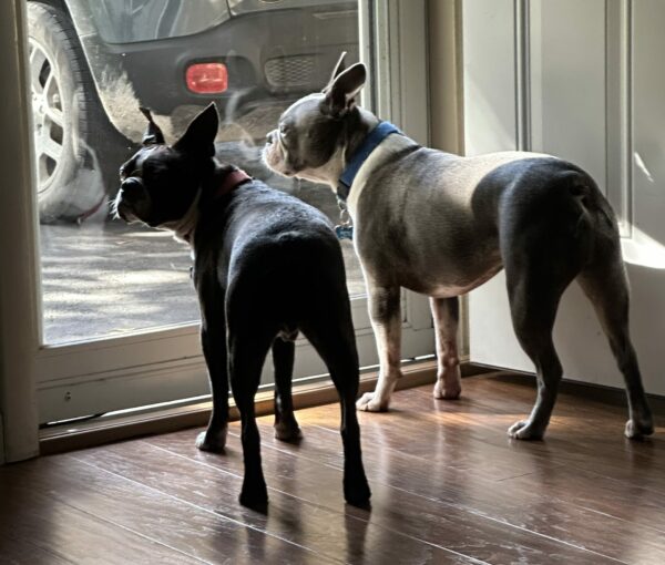 Two dogs looking out a glass door