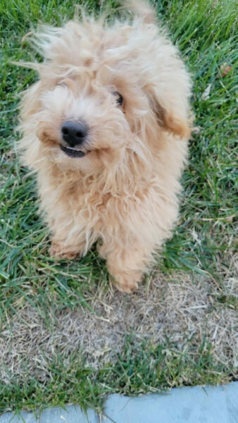 Freddie, the Greatest Rescue Dog in the World 2