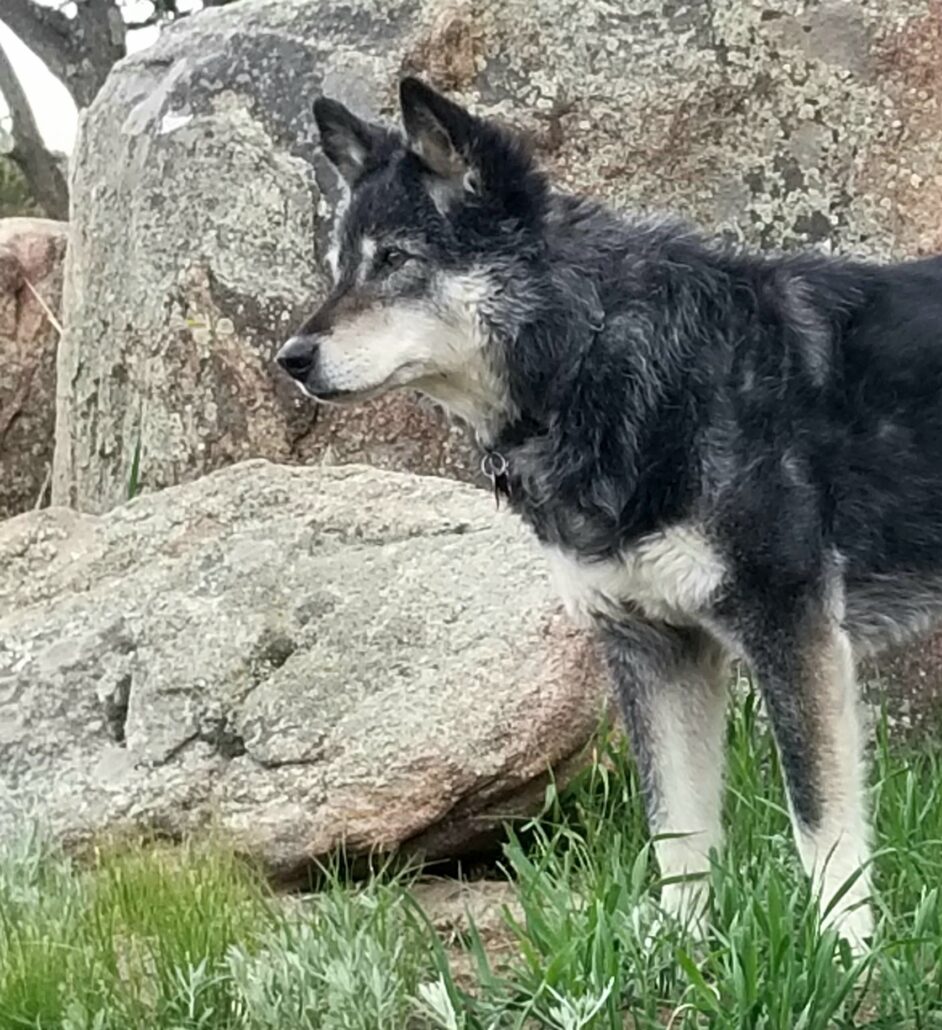 Last Day to Sign Up for 2025 Pets of Balloon Juice Calendar
