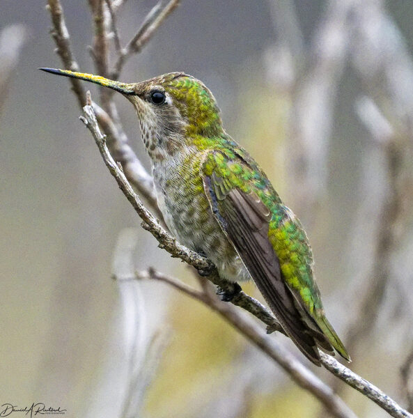 On The Road - Albatrossity - Day at the beach 8