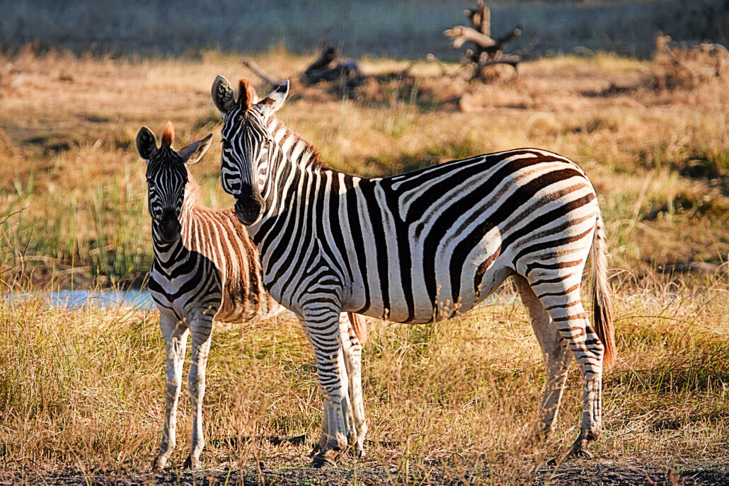 On The Road - lashonharangue - Botswana - Boteti River [2 of 2] 7