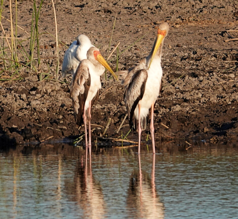 On The Road - lashonharangue - Botswana - Boteti River [1 of 2] 6