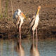 On The Road - lashonharangue - Botswana - Boteti River [1 of 2] 6