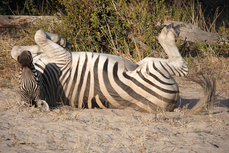 On The Road - lashonharangue - Botswana - Boteti River [2 of 2] 6