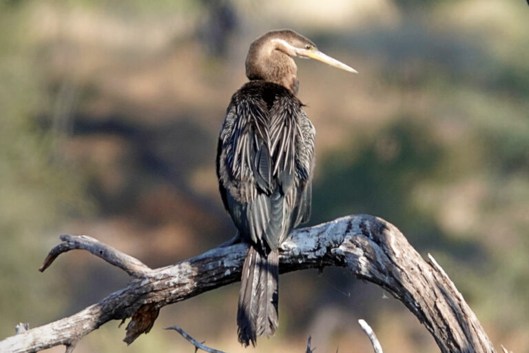 On The Road - lashonharangue - Botswana - Boteti River [1 of 2] 7