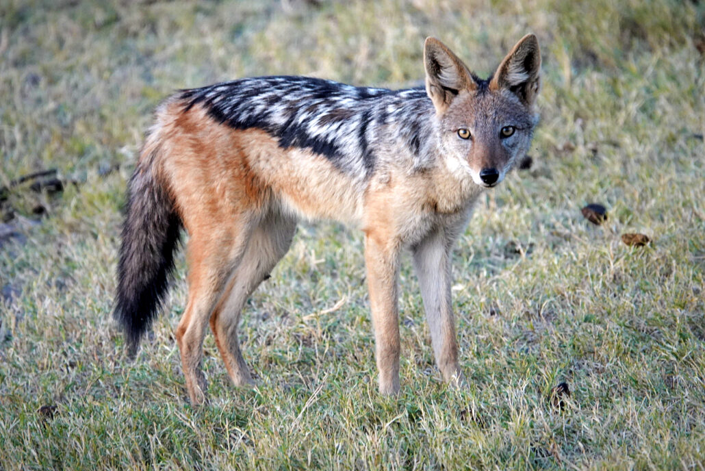 On The Road - lashonharangue - Botswana - Boteti River [2 of 2] 5